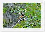 leppalintu Common Redstart * 800 x 546 * (326KB)